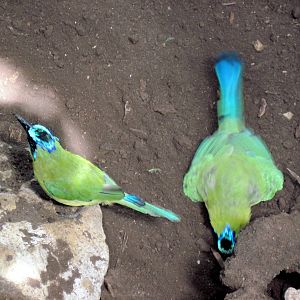 Tropical Rainforest-Blue-crowned Motmots