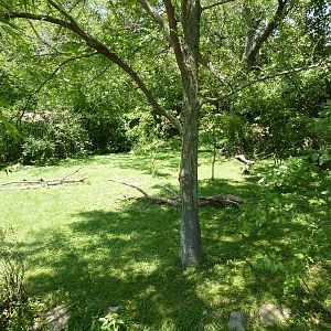 Southern Ground Hornbill Exhibit