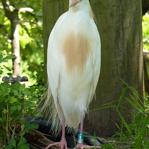 Walk-Through African Aviary