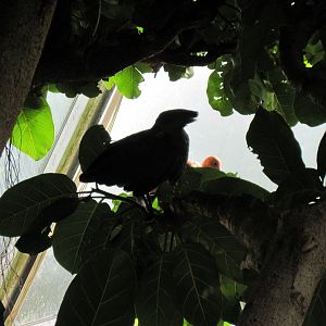 Tropical Rainforest-Hammerkop and Scarlet Ibis
