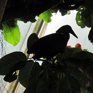 Tropical Rainforest-Hammerkop and Scarlet Ibis