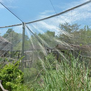 Silvery-Cheeked Hornbill Aviary