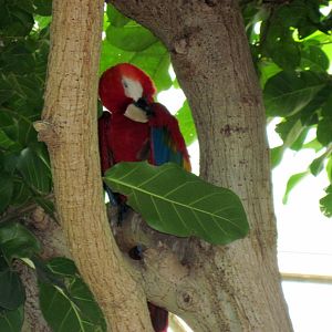 Tropical Rainforest-Scarlet Macaw
