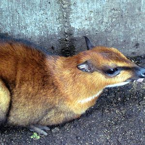 Tropical Rainforest-Greater Malayan Chevrotain