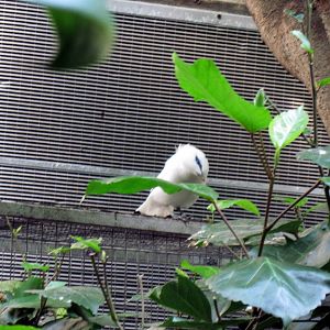 Tropical Rainforest-Bali Mynah
