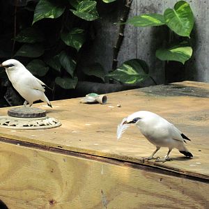 Tropical Rainforest-Bali Mynahs