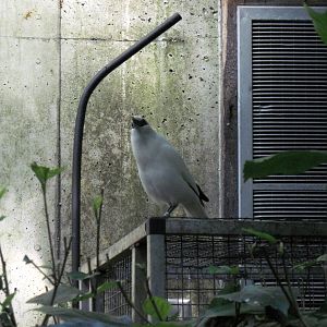 Tropical Rainforest-Bali Mynah