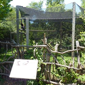 Bateleur Eagle Exhibit