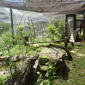Red Ruffed Lemur Exhibit