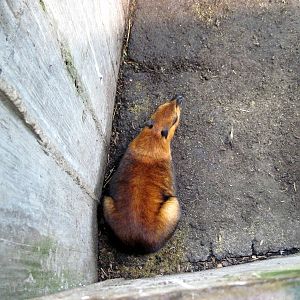 Tropical Rainforest-Greater Malayan Chevrotain