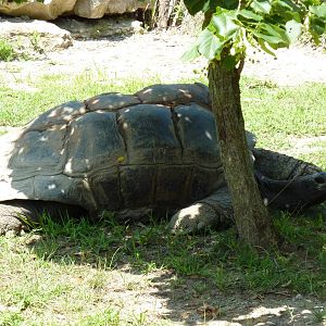 Aldabra Tortoise