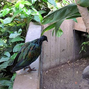 Tropical Rainforest-Nicobar Pigeon
