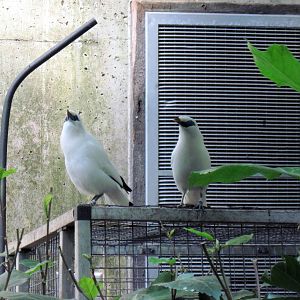 Tropical Rainforest-Bali Mynahs