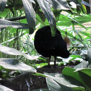 Tropical Rainforest-Nicobar Pigeon