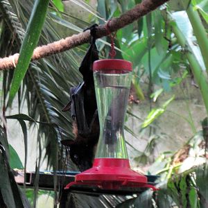 Tropical Rainforest-Flying Fox