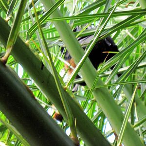 Tropical Rainforest-Flying Fox