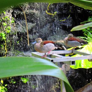 Tropical Rainforest-Ducks