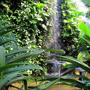 Tropical Rainforest-Waterfall