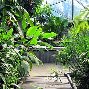 Tropical Rainforest-Path