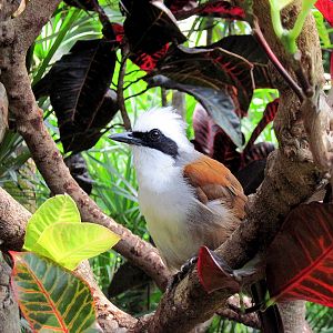 Tropical Rainforest-White-crested Laughing Thrush
