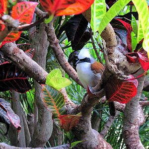 Tropical Rainforest-White-crested Laughing Thrush