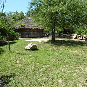 African Spurred Tortoise Exhibit