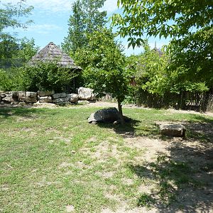 African Spurred Tortoise Exhibit