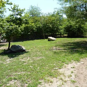 African Spurred Tortoise Exhibit