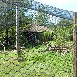 Lappet-Faced Vulture Exhibit