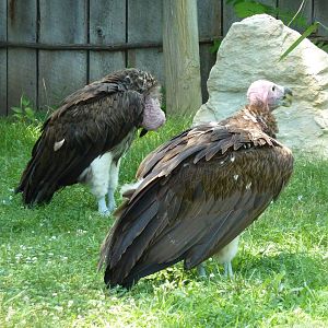 Lappet-Faced Vultures