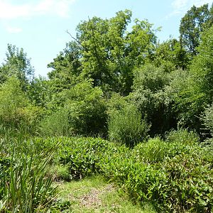 Saddle-Billed Stork Exhibit
