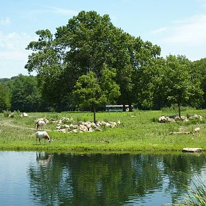 Multi-Acre Hoofstock Savanna