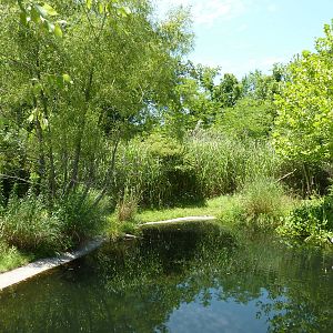 Saddle-Billed Stork Exhibit