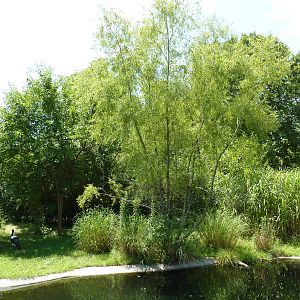 Saddle-Billed Stork Exhibit