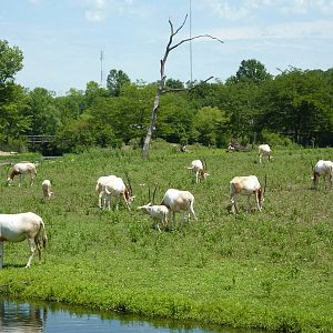 Multi-Acre Hoofstock Savanna