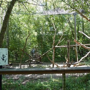 Black Mangabey Exhibit