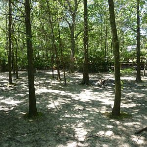 Bongo/African Crowned Crane Exhibit