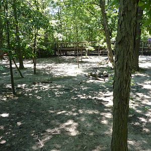 Bongo/African Crowned Crane Exhibit