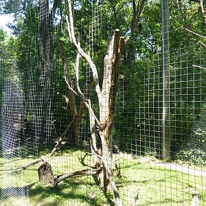 Red-Capped Mangabey Exhibit
