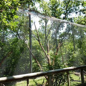 Red-Capped Mangabey Exhibit