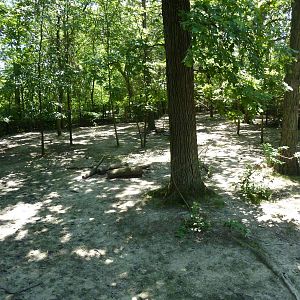 Bongo/African Crowned Crane Exhibit