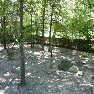 Red River Hog Exhibit