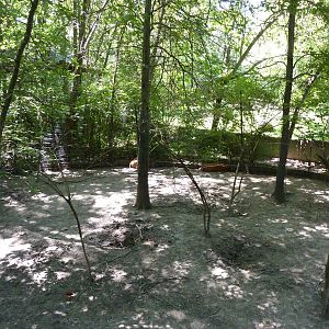 Red River Hog Exhibit