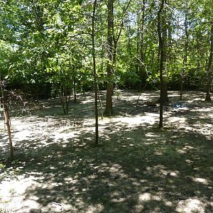 Bongo/African Crowned Crane Exhibit