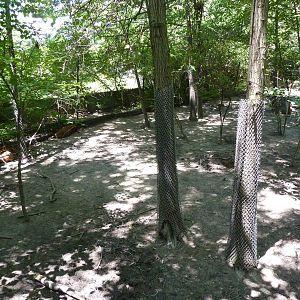 Red River Hog Exhibit