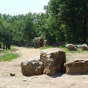 Multi-Acre African Elephant Exhibit