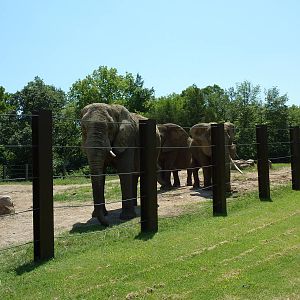 Multi-Acre African Elephant Exhibit