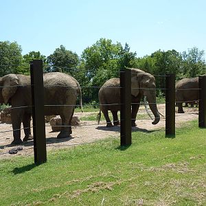 Multi-Acre African Elephant Exhibit