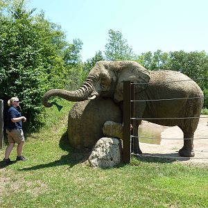 African Elephant