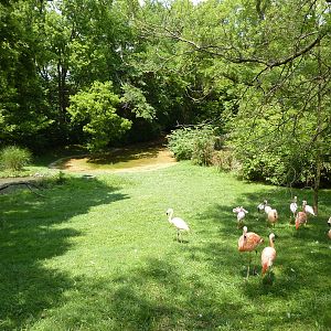 Lesser Flamingo/Chilean Flamingo/Black-Necked Swan Exhibit